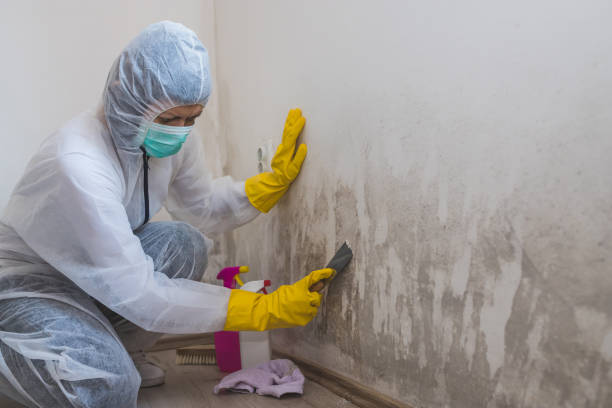 Best Emergency Mold Removal  in Aurora, SD