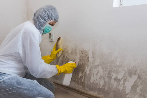 Best Mold Inspection  in Aurora, SD