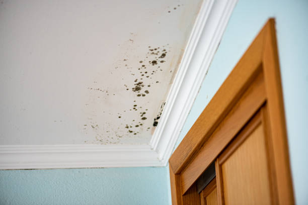 Best Affordable Mold Removal  in Aurora, SD