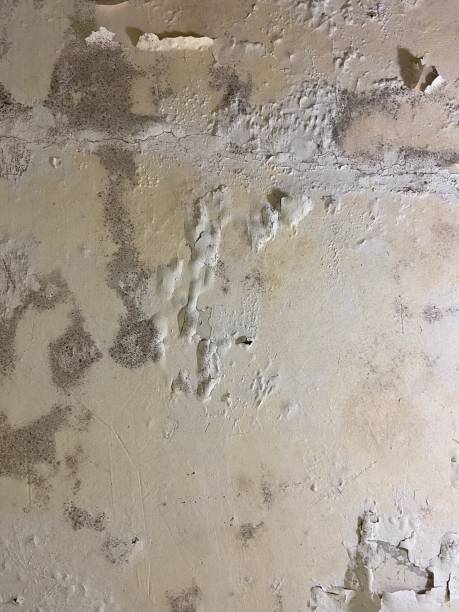 Best Local Mold Removal Service  in Aurora, SD