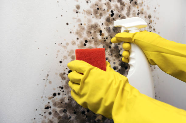 Home Mold Removal in Aurora, SD