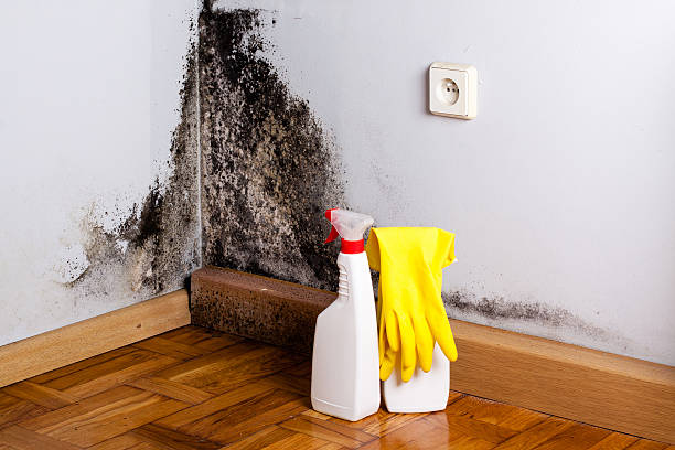 Best Home Mold Removal  in Aurora, SD