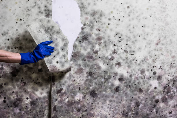 Best Certified Mold Removal  in Aurora, SD