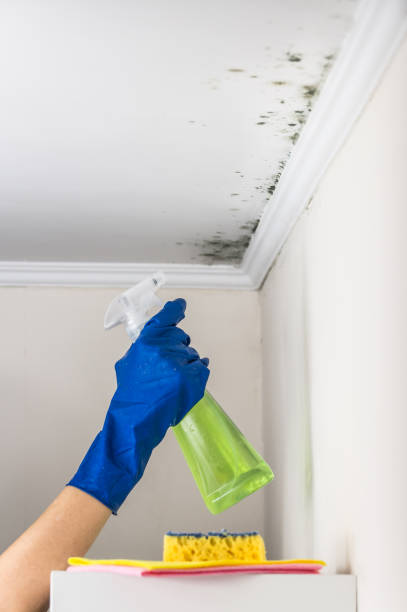 Best Black Mold Removal  in Aurora, SD