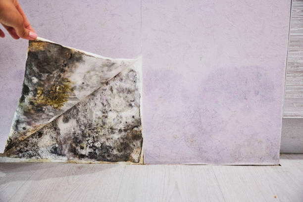 Best Crawl Space Mold Removal  in Aurora, SD